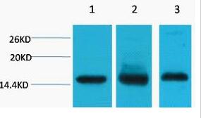Histone H3 Monoclonal Antibody