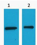 EYFP-Tag Polyclonal Antibody