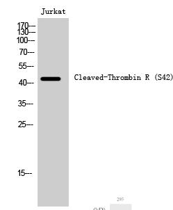 Cleaved-Thrombin R (S42) Polyclonal Antibody