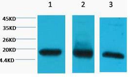 Histone H3 Monoclonal Antibody