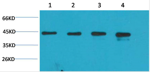 β-actin Rabbit Polyclonal Antibody(A284)