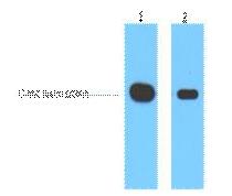 Myc-Tag Monoclonal Antibody