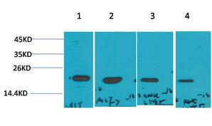 p21 Polyclonal Antibody