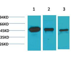 MEK-2 Polyclonal Antibody