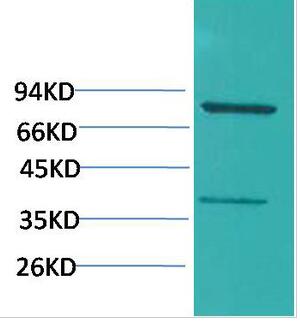 PI 3-kinase p85α Polyclonal Antibody