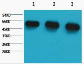 α-tubulin Monoclonal Antibody