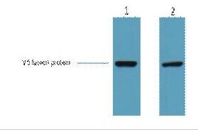 V5-Tag Monoclonal Antibody