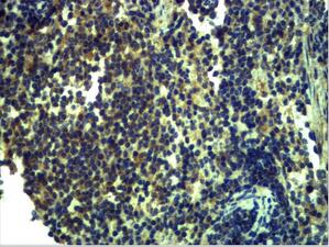 TLR13 Polyclonal Antibody