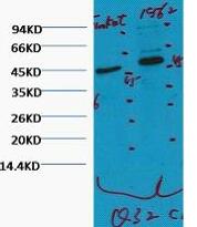 CD16 Monoclonal Antibody
