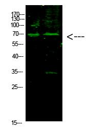 E2F-1 (Acetyl-K117) Polyclonal Antibody