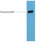 HA-Tag Monoclonal Antibody