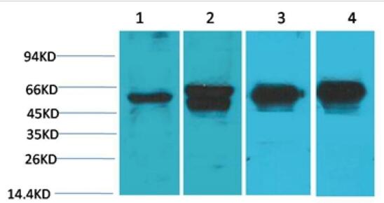 c-Fos Monoclonal Antibody