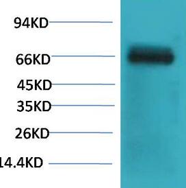 Bovine Serum Albumin Monoclonal Antibody