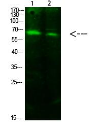 ACSS1 (Acetyl-K642) Polyclonal Antibody