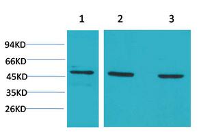 MEK-5 Polyclonal Antibody