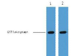 GST-Tag Monoclonal Antibody