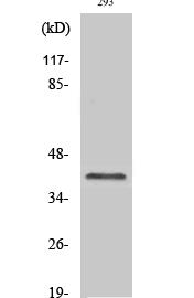 Cleaved-Factor XII HC (R372) Polyclonal Antibody