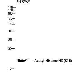 Histone H3 (Acetyl Lys18) Polyclonal Antibody