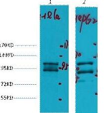 IDE Monoclonal Antibody