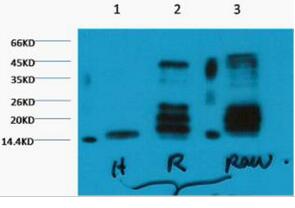 Histone H3 (Di Methyl Lys27) Monoclonal Antibody(1A8)
