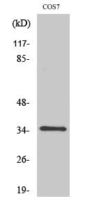 Caspase-3 Polyclonal Antibody