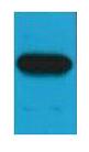 Myc-Tag Monoclonal Antibody