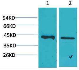 CALHM1 Polyclonal Antibody