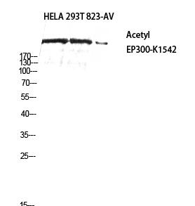 p300 (Acetyl Lys1542) Polyclonal Antibody