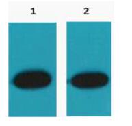 RFP-Tag Polyclonal Antibody