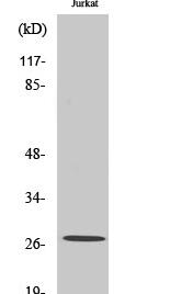 Cleaved-Tumstatin (P1426) Polyclonal Antibody
