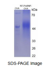 OVA Conjugated N-Terminal Pro-Brain Natriuretic Peptide (NT-ProBNP)