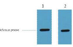 HA-Tag Polyclonal Antibody