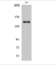 Cleaved-COL4A3 (L1425) Polyclonal Antibody