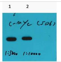 Myc-Tag Monoclonal Antibody