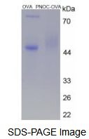 OVA Conjugated Pronociceptin (PNOC)