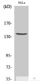 Cleaved-Spectrin α II (D1185) Polyclonal Antibody