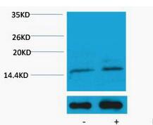 Histone H3 (Phospho Ser10) Polyclonal Antibody