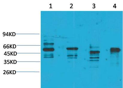 KCNN4 (SK4) Polyclonal Antibody