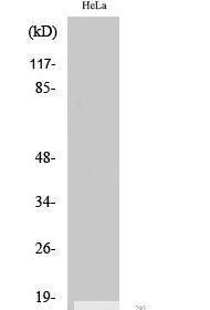 Cleaved-SUMO-2/3 (G93) Polyclonal Antibody