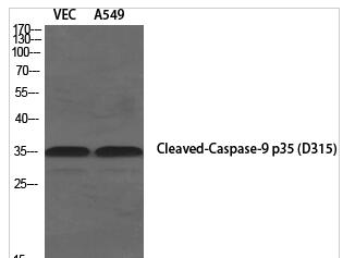 Cleaved-Caspase-9 p35 (D315) Polyclonal Antibody