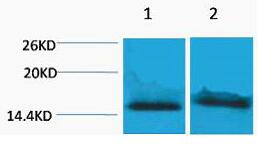 Histone H4 (Tri Methyl Lys59) Polyclonal Antibody