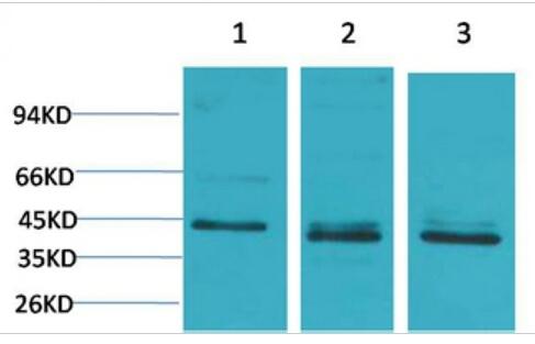 c-Jun Polyclonal Antibody