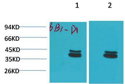 P44/42 MAPK (ERK1/2) Monoclonal Antibody