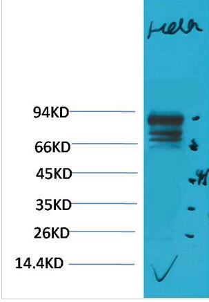 Stat3 Polyclonal Antibody