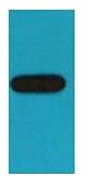 GST Monoclonal Antibody