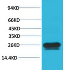 Cyclin B1 Polyclonal Antibody
