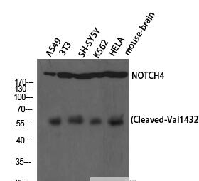 Cleaved-Notch 4 (V1432) Polyclonal Antibody