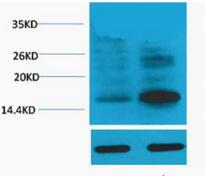 Histone H3 (Phospho Thr118) Polyclonal Antibody