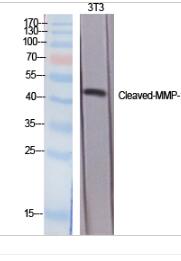 Cleaved-MMP-10 (F99) Polyclonal Antibody