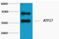 CREB Polyclonal Antibody